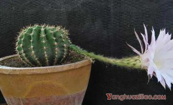 仙人球出锦是什么原因