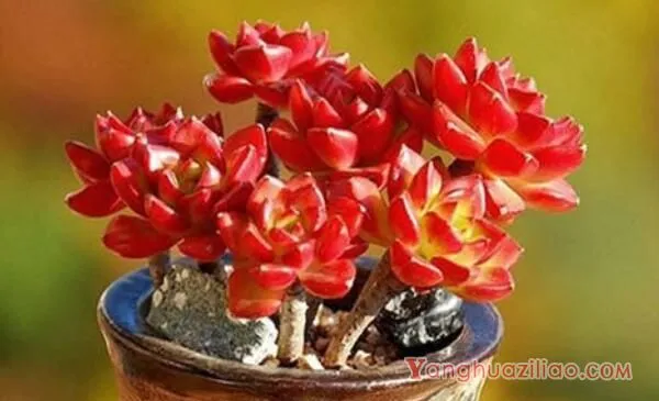 多肉蒂亚为什么变绿了