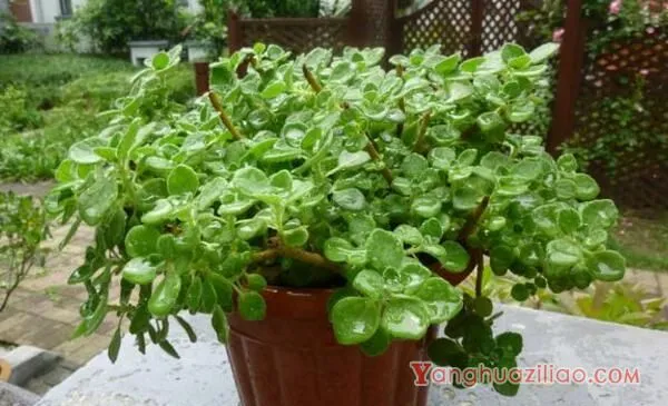 碰碰香徒长了怎么办，适当修剪并加强管理