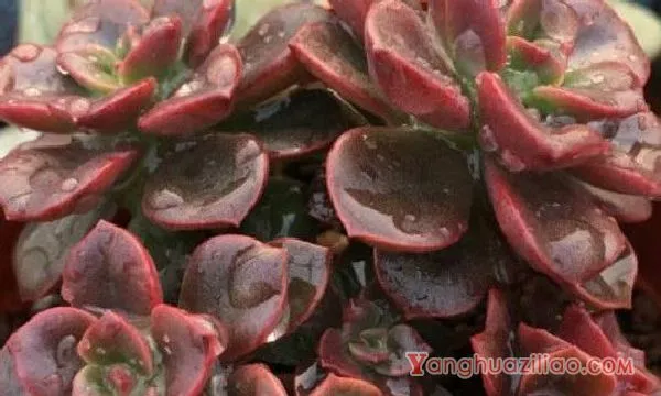巧克力方砖侧芽要剪吗