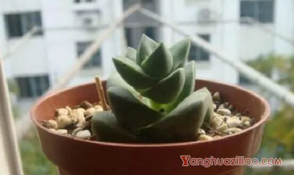 如何养多肉植物，多肉的养护技巧与繁殖方法