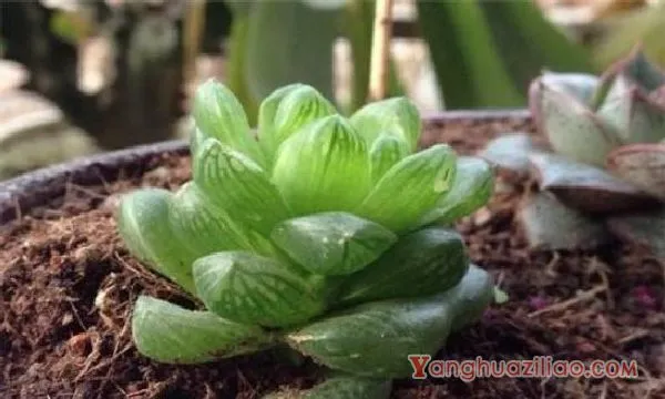 玉露土配方自制