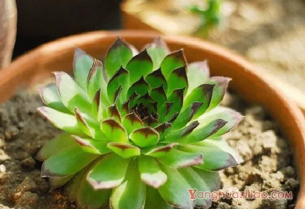 多肉观音莲高清大图!多肉观音莲图片大全! 多肉观音莲高清大图!多肉观音莲图片大全!