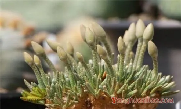 白花韧锦怎么换盆，春季配土换盆养护