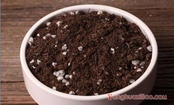 仙人球怎么种植，仙人掌种植经验分享