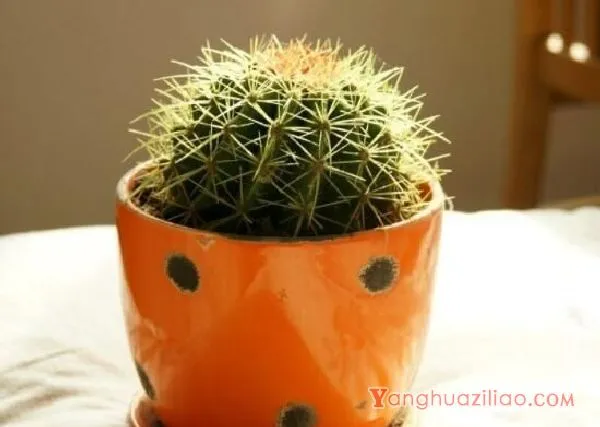 仙人球怎么施肥才正确,老农总结一年四季施肥方法