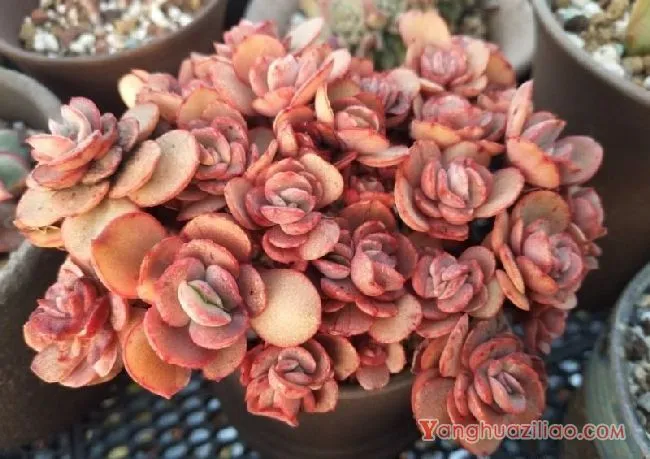 露台养多肉，你准备好了吗？