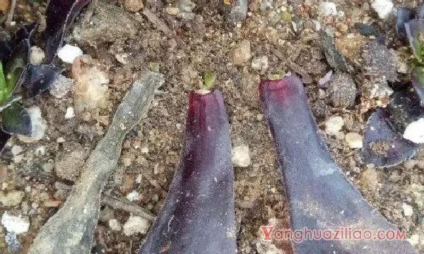 法师叶插繁殖方法