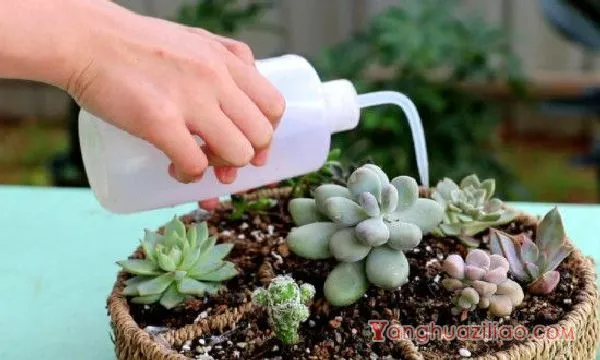 多肉浇水的正确方法
