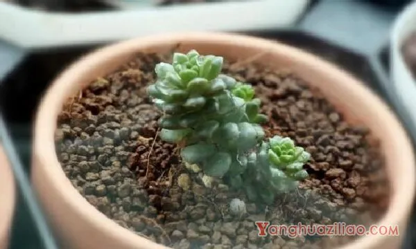 多肉气根要剪掉吗