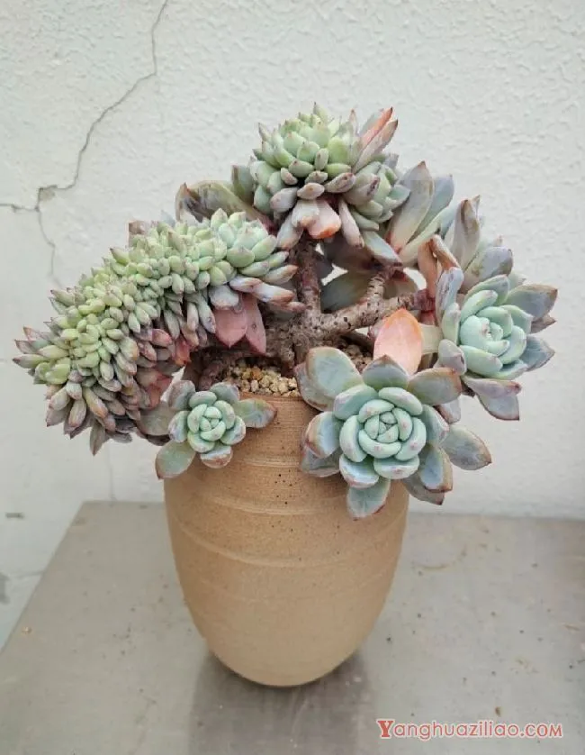 露台养多肉，你准备好了吗？