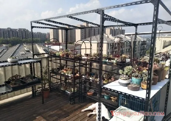 露台养多肉，你准备好了吗？