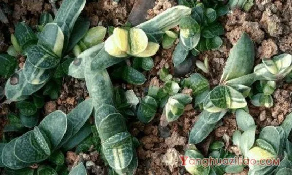 子宝开花寓意