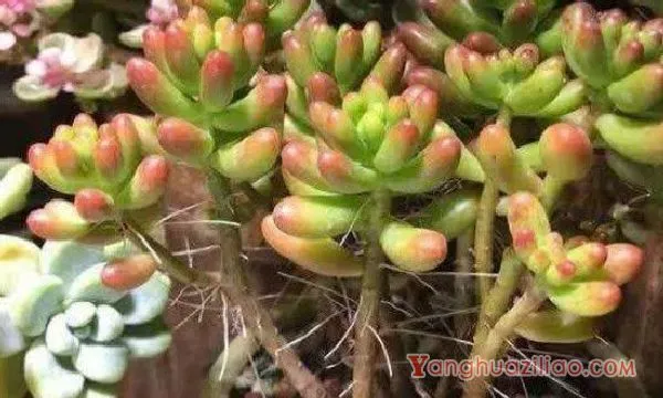 多肉茎上长的白须须是什么
