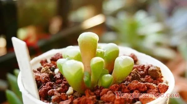 五十铃玉怎么养成彩色 五十铃玉多肉养殖方法与注意事项