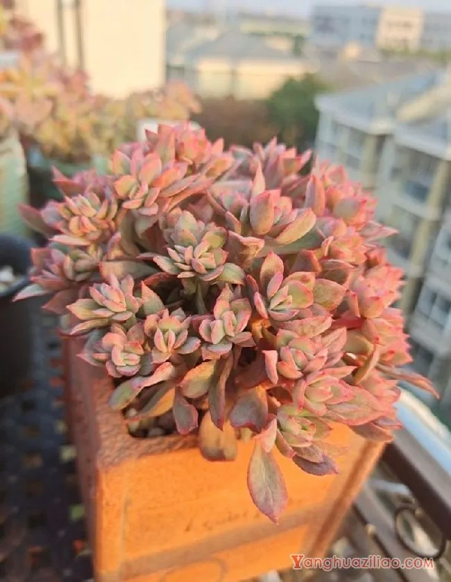 露台养多肉，你准备好了吗？