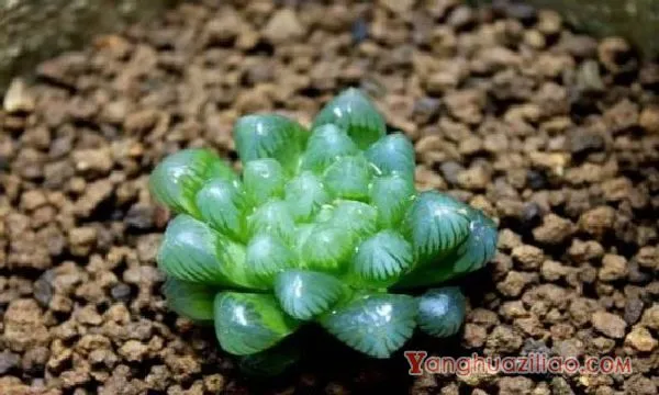 冰灯玉露怎么养