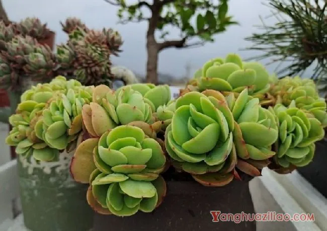 露台养多肉，你准备好了吗？