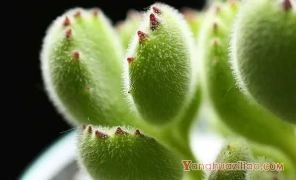 熊童子怎么施肥,熊童子的施肥方法