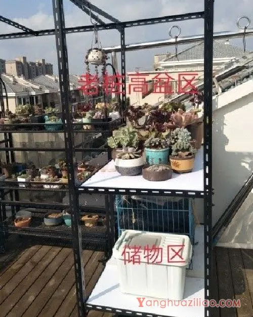 露台养多肉，你准备好了吗？