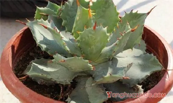 多肉雷神怎么养