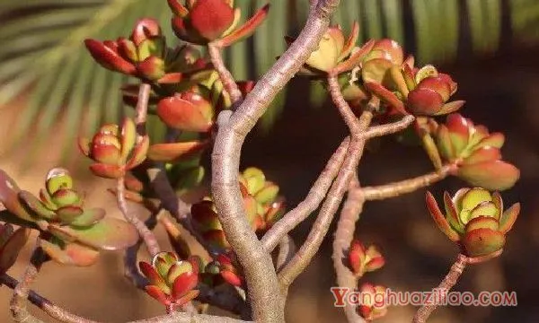 多肉植物黄金花月病虫害防治方法
