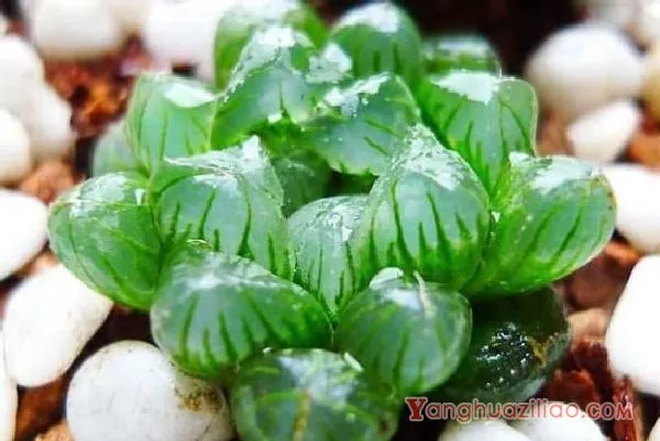 姬玉露怎么养才肥胖，5个步骤养出珠圆玉润的姬玉露