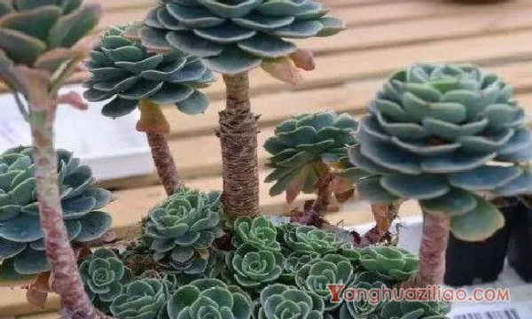 多肉花盆底部需要孔吗