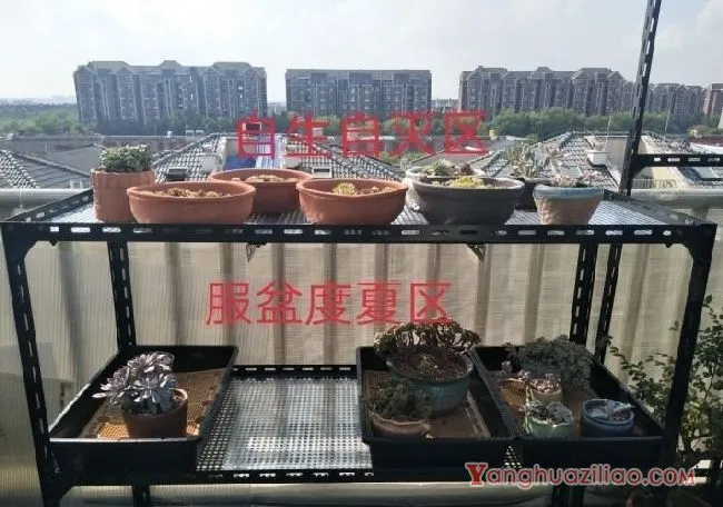 露台养多肉，你准备好了吗？