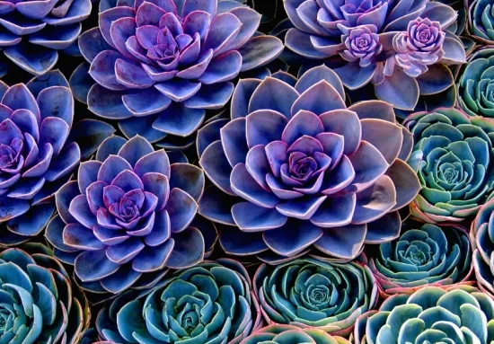 玉蝶的繁殖方法 玉蝶的繁殖方法