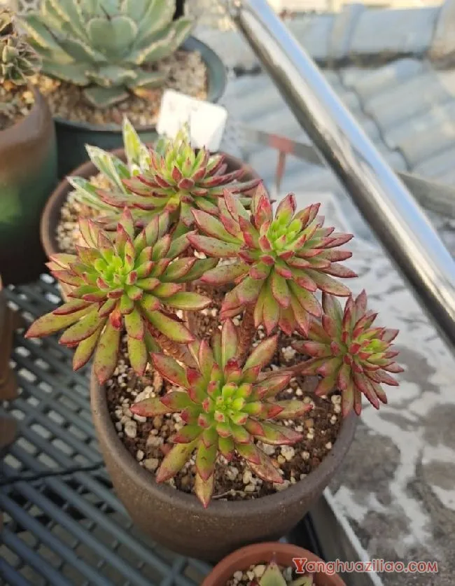 露台养多肉，你准备好了吗？