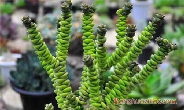 钱串多肉木质化的解决方法