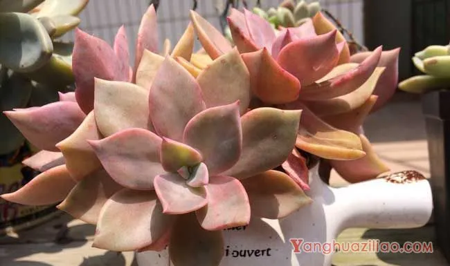 多肉植物用什么土最好