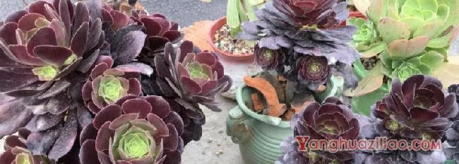 法师叶插繁殖方法