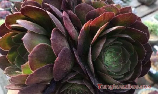 万圣节怎么浇水