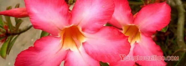 沙漠玫瑰掉花苞咋回事