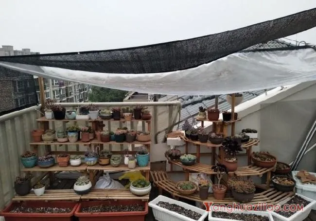 露台养多肉，你准备好了吗？