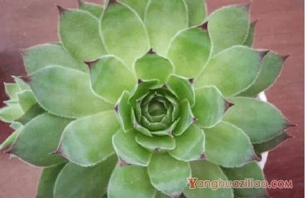 多肉观音莲高清大图!多肉观音莲图片大全! 第4张 多肉观音莲高清大图!多肉观音莲图片大全! 第4张