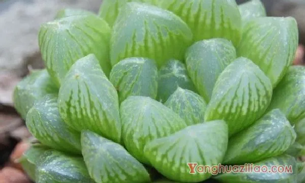 玉露土壤配比