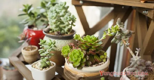 摄图网_500618226_banner_多肉植物(企业商用)_副本.webp 摄图网_500618226_banner_多肉植物(企业商用)_副本.webp