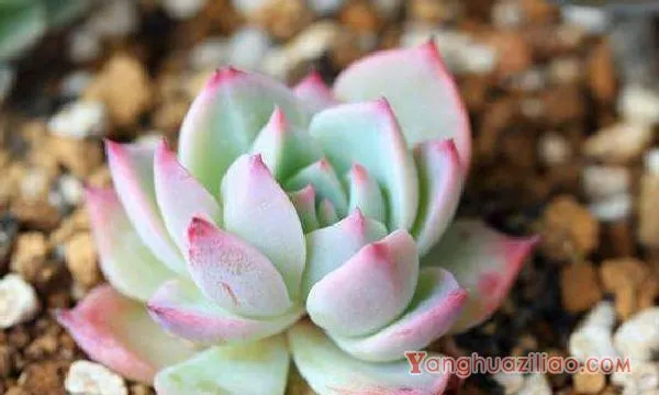 吉娃娃叶片发软发皱