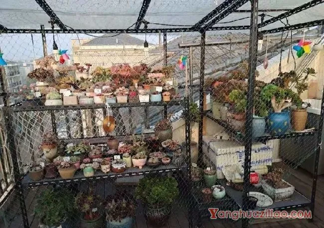 露台养多肉，你准备好了吗？