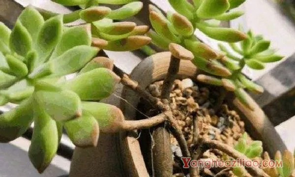 多肉茎上长的白须须是什么