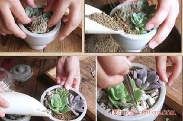 如何养多肉植物，多肉的养护技巧与繁殖方法