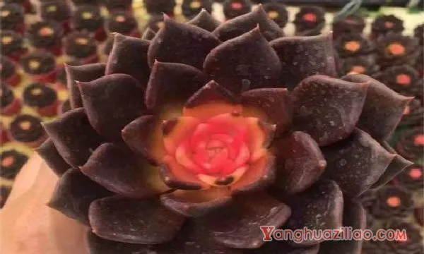 多肉药锦怎么办