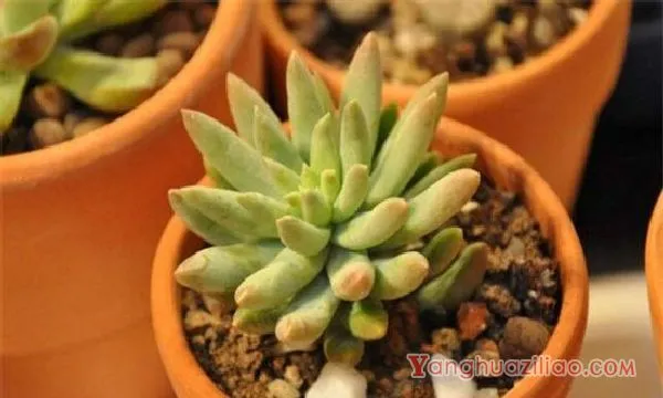 千佛手的功效与作用,可美容养颜还可供观赏