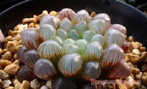 冰灯玉露怎么繁殖，冰灯玉露的繁殖方法与养护技巧