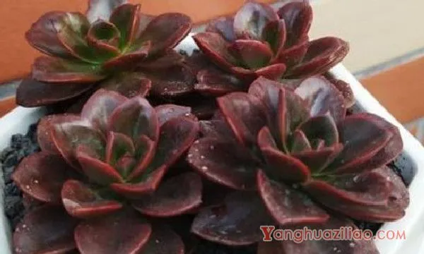 巧克力方砖侧芽要剪吗