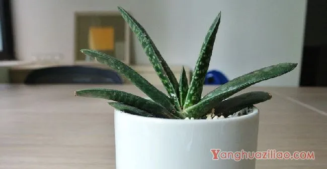 子宝多肉怎么养