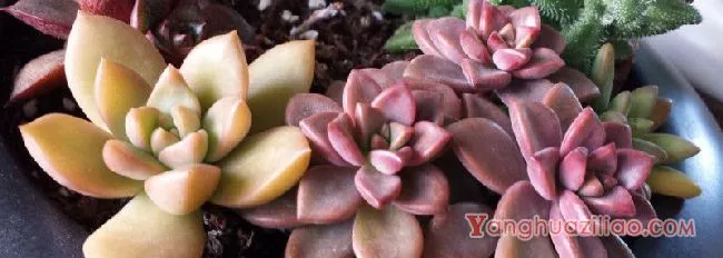 怎样去除多肉盆栽蚂蚁